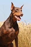 DOBERMANN 1032